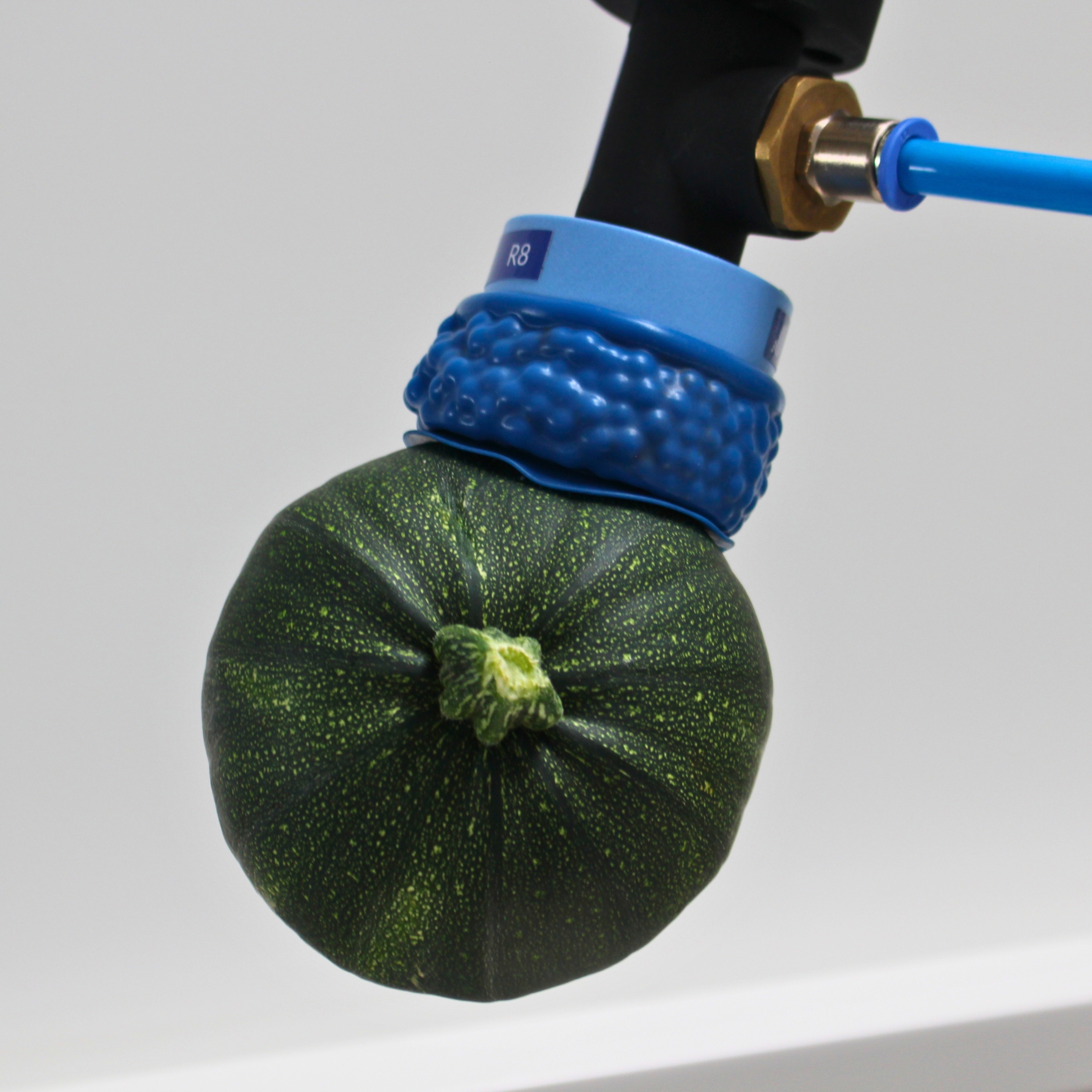 FH-R8 FDA greift Zuchinni